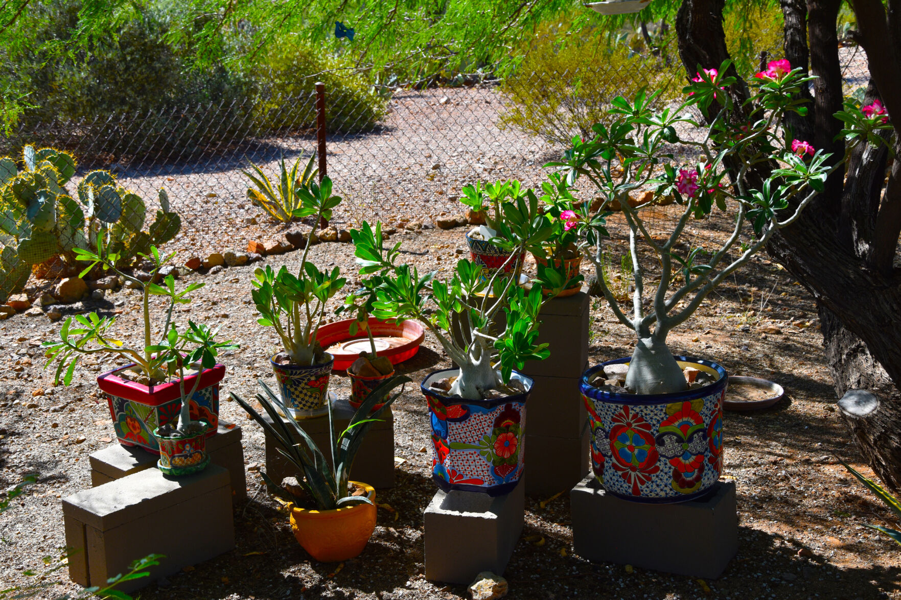 2023 Master Gardener Home Garden Show